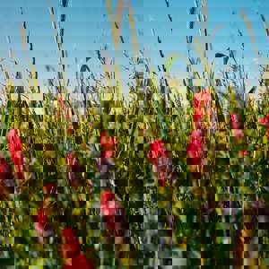 /media/0v5kjdic/wildfarmed-fields-full-of-life-11.jpeg?width=1536&height=1920&v=1dc0dc5c755a730