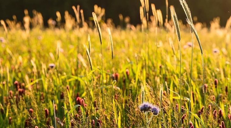 wildfarmed-fields-full-of-life-12.jpg